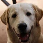Profile Picture of Amanda Cripps (@amandacripps) on Instagram