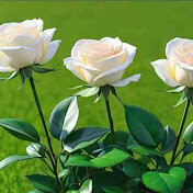 Profile Picture of Sami Ullah (@SamiUllah-v3l) on Youtube