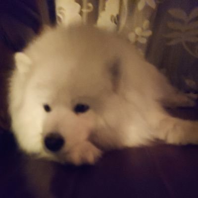 Profile Picture of Hana (@XiaoyeZhang4) on Twitter