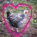 Profile Picture of Amy Crouch (@entropy_acres) on Instagram