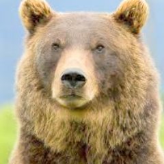 Profile Picture of James K. Bruton (@average_bear44) on Twitter