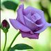 Profile Picture of Nasrin Omar (@nasrin.omar.562) on Facebook
