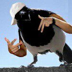 Profile Picture of barry the byrd (@barrythebird) on Instagram