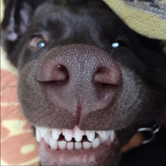 Profile Picture of Nicole Pentecost (@nicpentecost74) on Poshmark