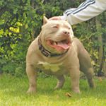 Profile Picture of David Steele (@steele_line_bullys) on Instagram