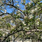 Profile Picture of Amy Irene (@scrapin4mhe) on Instagram