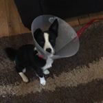 Profile Picture of Ruby Ellis (@ruby_wolf_2300) on Instagram
