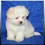 Isabella Romanelli - Instagram Profile Picture of Isabella Romanelli (@leoisa75) on Instagram