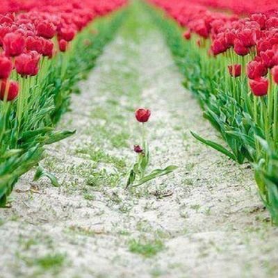 Profile Picture of Mohammed HEGazy (@MohammedAlGhne1) on Twitter
