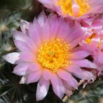 Profile Picture of Audrey Wilson (@audreywilson37) on Twitter