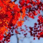 Profile Picture of Xiaoying Yu (@xyu115) on Instagram