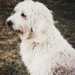 Profile Picture of Duffy Simonpietri (@actually_its_meredith) on Instagram