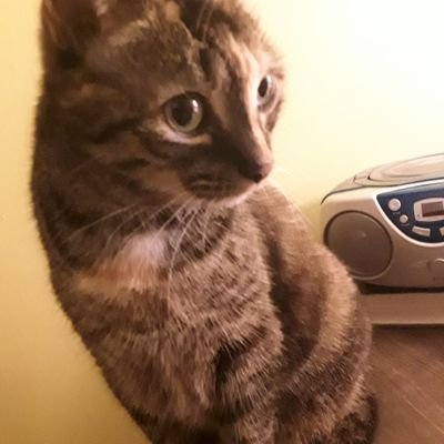 Profile Picture of Traci Schell (@tracyschell97) on Twitter