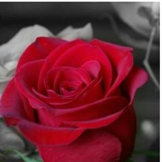 Profile Picture of Luz Chamorro (@luz.chamorro.1840) on Facebook