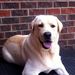 Profile Picture of Marcie McKinney (@mcmckinney) on Pinterest