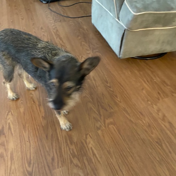 Profile Picture of Jossie Conville (@jossieconville) on Poshmark