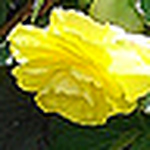 Profile Picture of Carol Scott (@mscarolscott) on Flickr