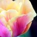 Profile Picture of Lee Anne Horlocker (@leeannhorlocker) on Pinterest