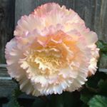 Profile Picture of David Bobbitt (@antonelli_begonias) on Instagram