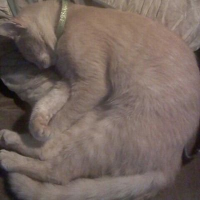 Profile Picture of Tommy Silvers (@tommyd0g1298) on Twitter