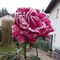 Profile Picture of Ribella Pfaus (@ribella.pfaus) on Facebook