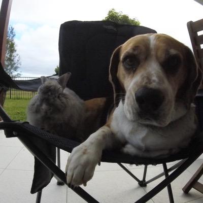 Profile Picture of Jess Beagle (@jessisabeagle) on Twitter