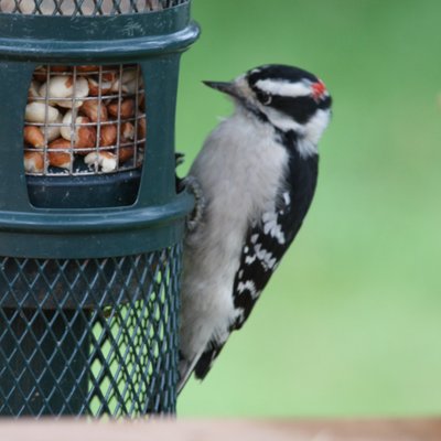 Profile Picture of Steve Waller (@jays2013) on Twitter