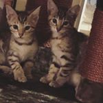 Profile Picture of Ella and Pepper (@ella_and_pepper) on Instagram