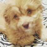 Profile Picture of Coco Shanel (@cocoshanel.08) on Instagram