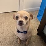 Profile Picture of Robert Valdivia (@robbangs) on Instagram