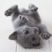 Profile Picture of Le Mini (Cuciblog) (@minimonti) on Pinterest