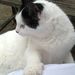Profile Picture of Chantal Leertouwer (@Hannibal188) on Pinterest