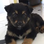 Profile Picture of Jennifer Hui (@everyone_loves_thunder) on Instagram