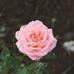 Profile Picture of Sam Fortuna (@sam.fortuna.9843) on Facebook