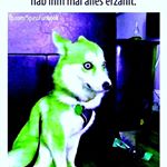 Profile Picture of paul (@paulhallek) on Instagram