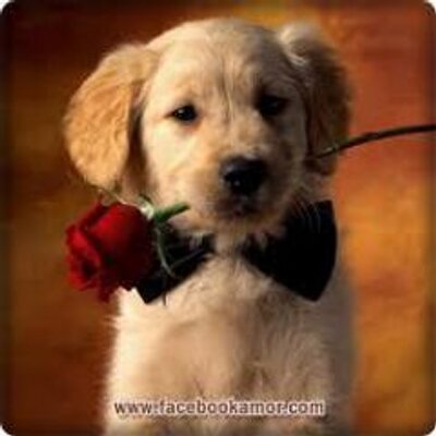 Profile Picture of Michel Stecchini (@Ezequiell53) on Twitter