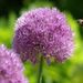 Profile Picture of Jen Sattazahn (@jsat) on Pinterest