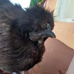 Profile Picture of Dwayne (@dwayne_the_chicken) on Instagram