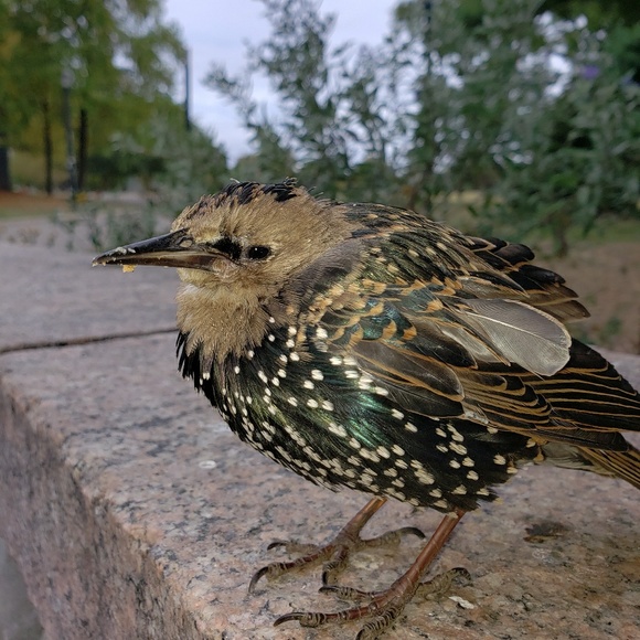 Profile Picture of Pablo Gonzales (@pg912509) on Poshmark