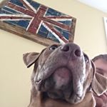 Profile Picture of John Vincent Umpleby (@b00sh_pwned) on Instagram
