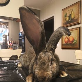 Profile Picture of OutBack Rabbitry (@scottbozeman) on Pinterest