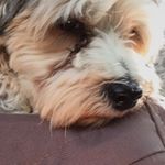 Profile Picture of Amy Pie Whatcott (@amy_whatcott) on Instagram