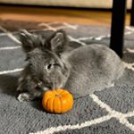 Profile Picture of Kai Shark (@kai.lionheadking) on Instagram