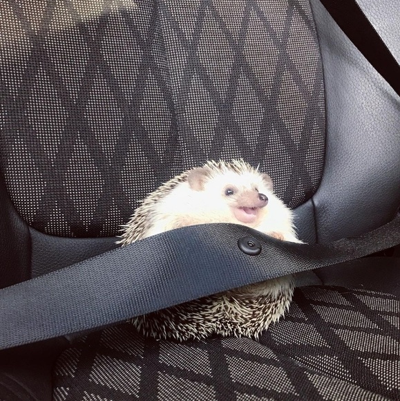 Profile Picture of Hannah Shayer (@hanshay101) on Poshmark