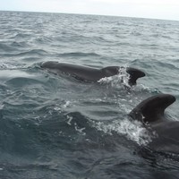 B. Frison  - Quora Profile Picture of B. Frison  (@b-frison) on Quora