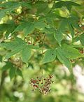 Profile Picture of Acer pauciflorumon Wikipedia