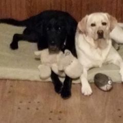 Profile Picture of paulacappellina6 (@pm25528) on Tiktok