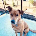 Profile Picture of Tony Triolo (@ourrescuetony) on Instagram