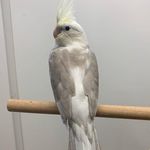 Profile Picture of Diane Warner Nelson (@tippyluluu1953) on Instagram