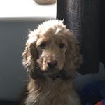 Profile Picture of Thomas Watson (@dillyboypics) on Instagram